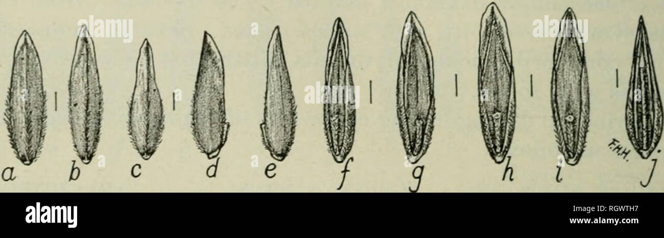 . Bulletin. 1901-13. Agriculture; Agriculture. 26 THE SEEDS OF THE BU'EGRASSES. Poa nemoralis L. WOOD MEADOW GRASS. Spikelets 2 or 3 flowered; florets 2Â£-3 mm. long, lanceolate or ovate-lanceolate, mostly acute at the apex, light brown, sometimes yellowish tinged near the apex; glume rather broadly keeled and somewhat arched at the back; margins of the glume narrowly infolded quite to the apex or hyaline-edged and often flaring above the middle; intermediate veins very indistinct; keel and marginal veins silky pubescent below the middle; basal web slight; surface between the veins glabrous; p Stock Photo