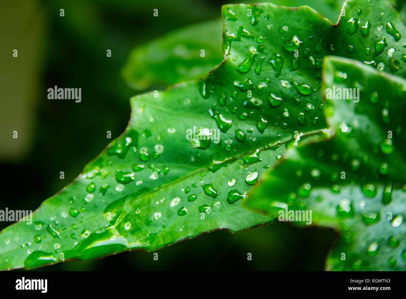 Macro photograph of Stock Photo