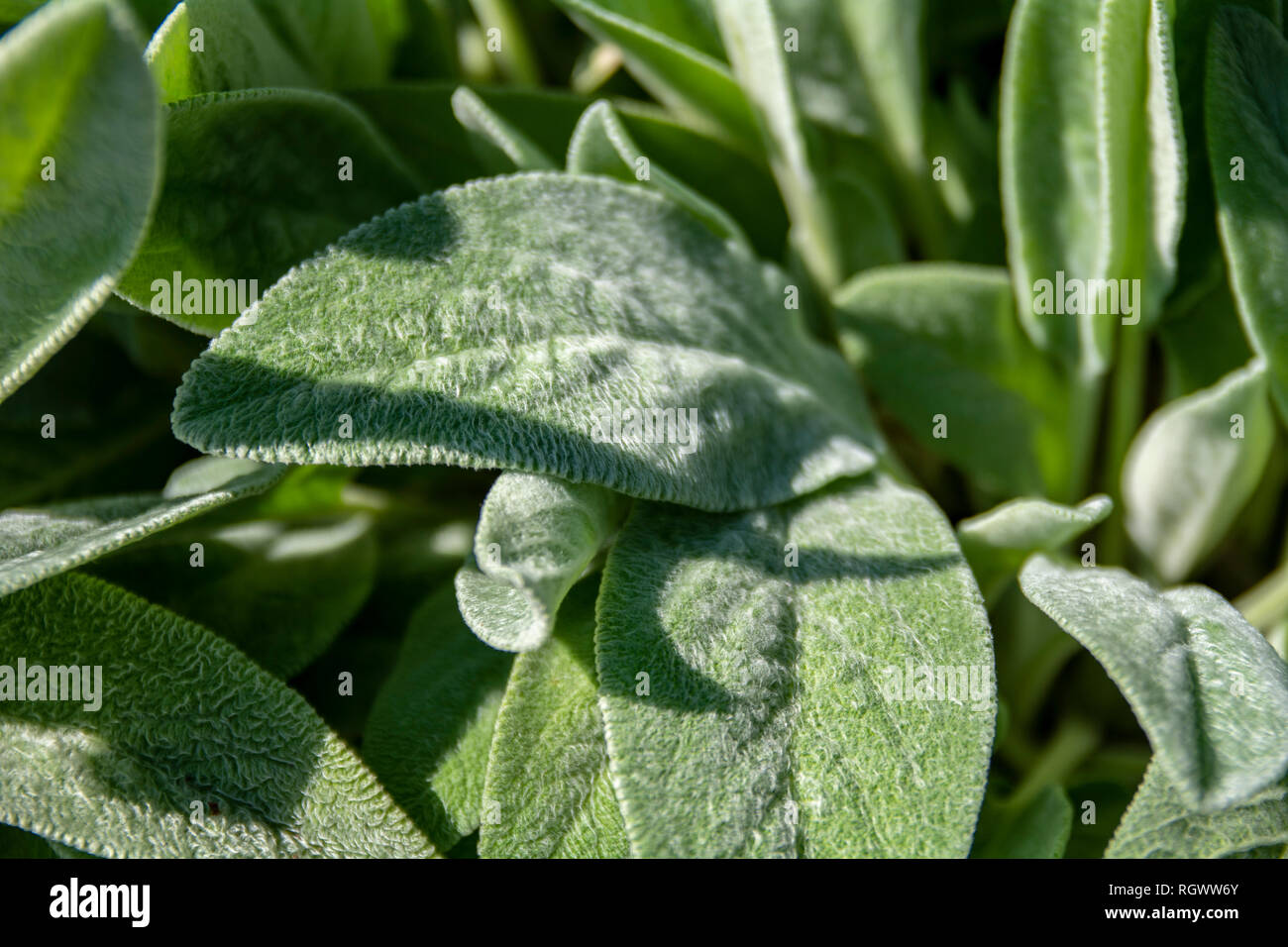 Macro photograph of lamb ears Stock Photo