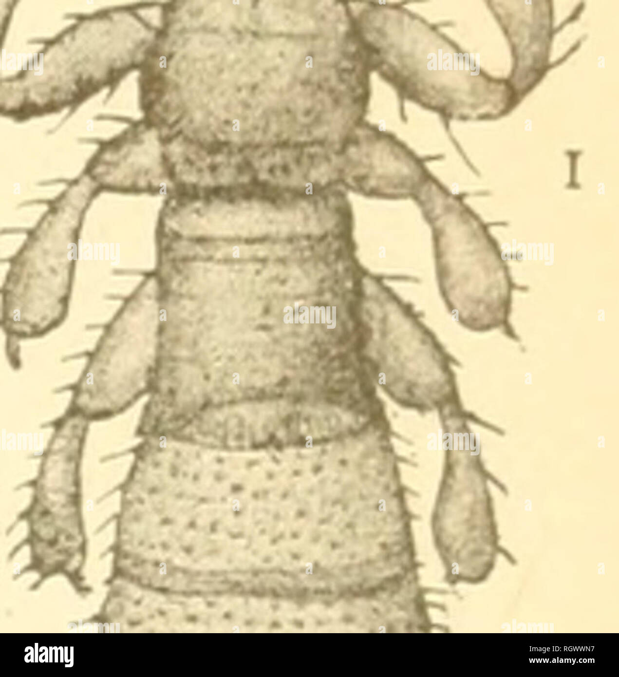 . Bulletin. Insects; Insect pests; Entomology; Insects; Insect pests; Entomology. 51 LOUSE OF DUCKS. {Trinoton luridum Nitzsch.) Redi seems to have been the first to give meution of this very com- mon species, it being figured in the Exper., PI. xii, as the lonse of the Teal. It is also figured by Albin (PI. 46) under the same common name as quoted by Denny. Kitzsch described it in 1818 under the name given above, and the species has been fortunate enough not to have received any other designation since, although it hasbeeu mentioned in most of the works referring to the parasites of domestic  Stock Photo