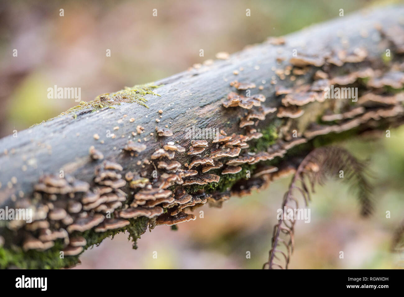 bracket fungus on a tree Stock Photo