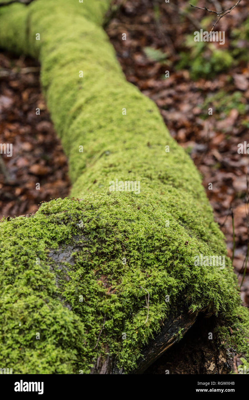 moss on a tree Stock Photo