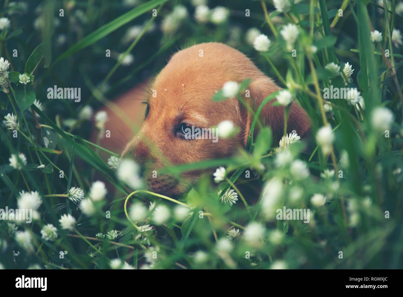Cute puppies dog running in the meadow Stock Photo Alamy