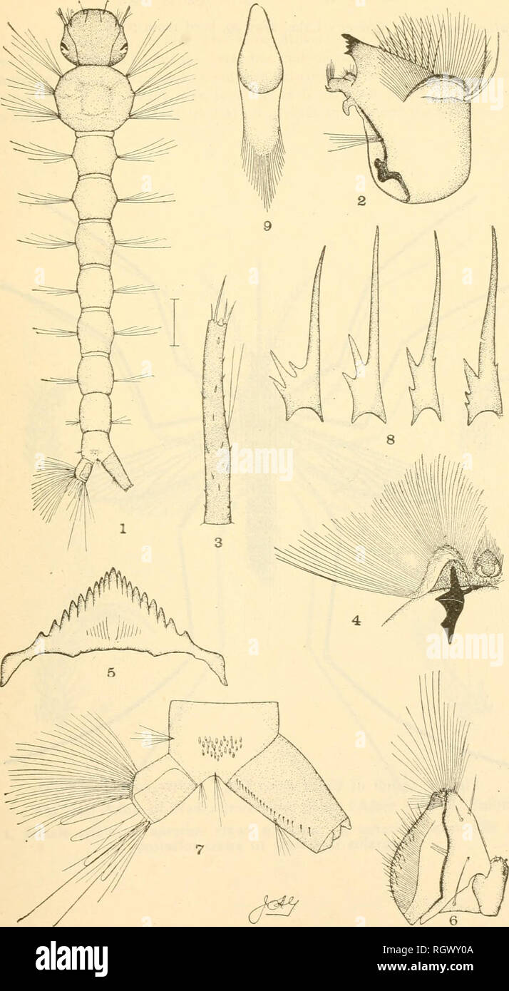 . Bulletin. Agriculture; Agriculture. The Mosquitoes of New Jersey 135. Fig. 92. Larva of Aedes atropalpus Coq. (After John B. Smith). I, larva; 2, mandible; 3, antenna; 4, mouth brush; 5, mentum; 6, maxillary palpus; 7, terminal segments and siphon; 8, siphonal spines showing varia- tion; 9, a single scale from the 8th segment (all much enlarged).. Please note that these images are extracted from scanned page images that may have been digitally enhanced for readability - coloration and appearance of these illustrations may not perfectly resemble the original work.. New Jersey Agricultural Exp Stock Photo