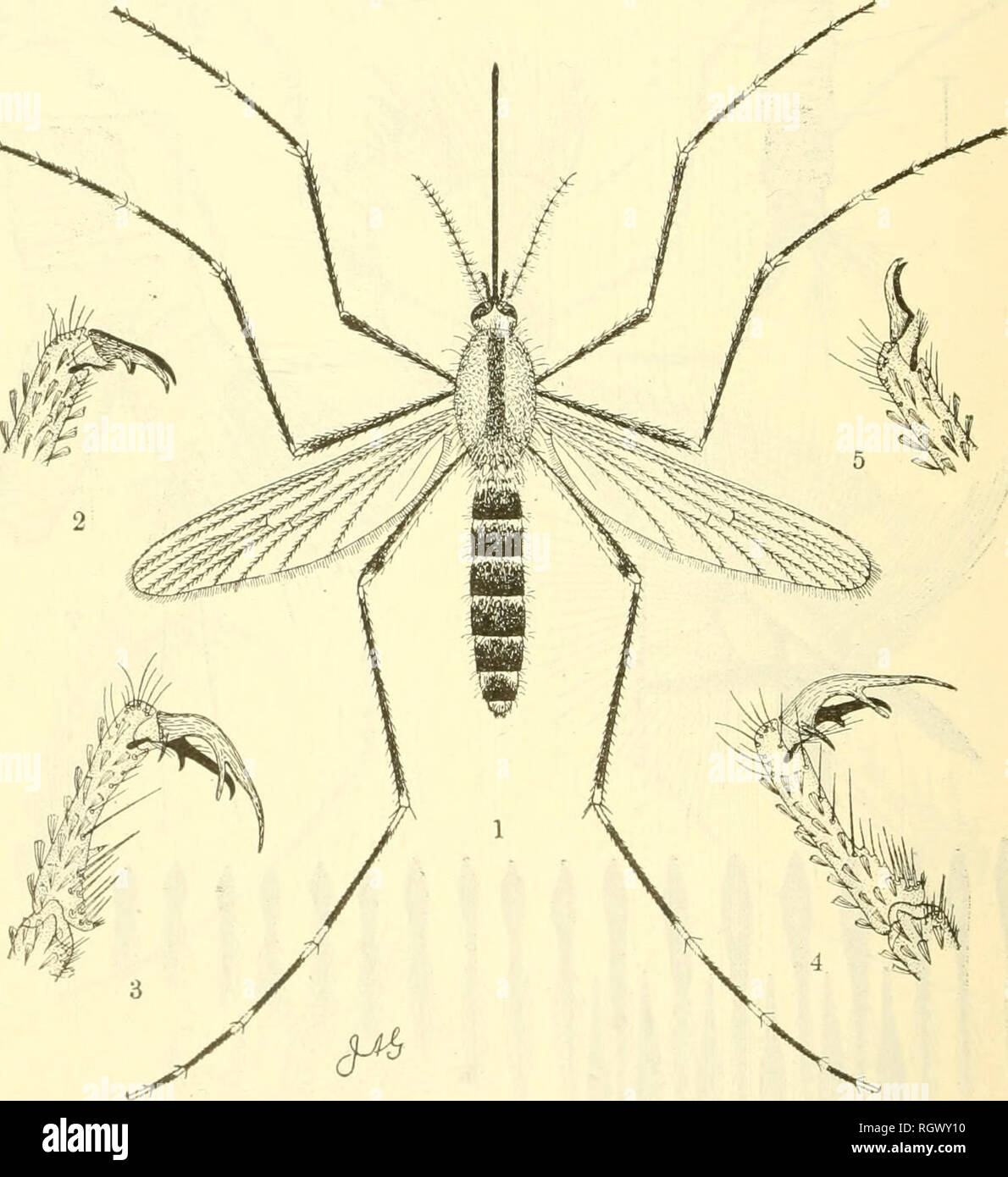 . Bulletin. Agriculture; Agriculture. 134 X- J- Agricultural Experiment Station, Bulletin 348 A. atropalpus Coq. (The Rock-Pool Mosquito). This species breeds only in rock-pools. It has been taken in Maine and Maryland, but not yet in New Jersey. It is almost certain that it occurs along the shores of the Delaware River near the Water Gap. ^. Fig. 91. Adult of Aedes atropalpus Coq. (After John B. Smith). I, female adult; 2, anterior claw of same; 3, anterior; 4, middle and 5, posterior claws of male (all much enlarged).. Please note that these images are extracted from scanned page images tha Stock Photo