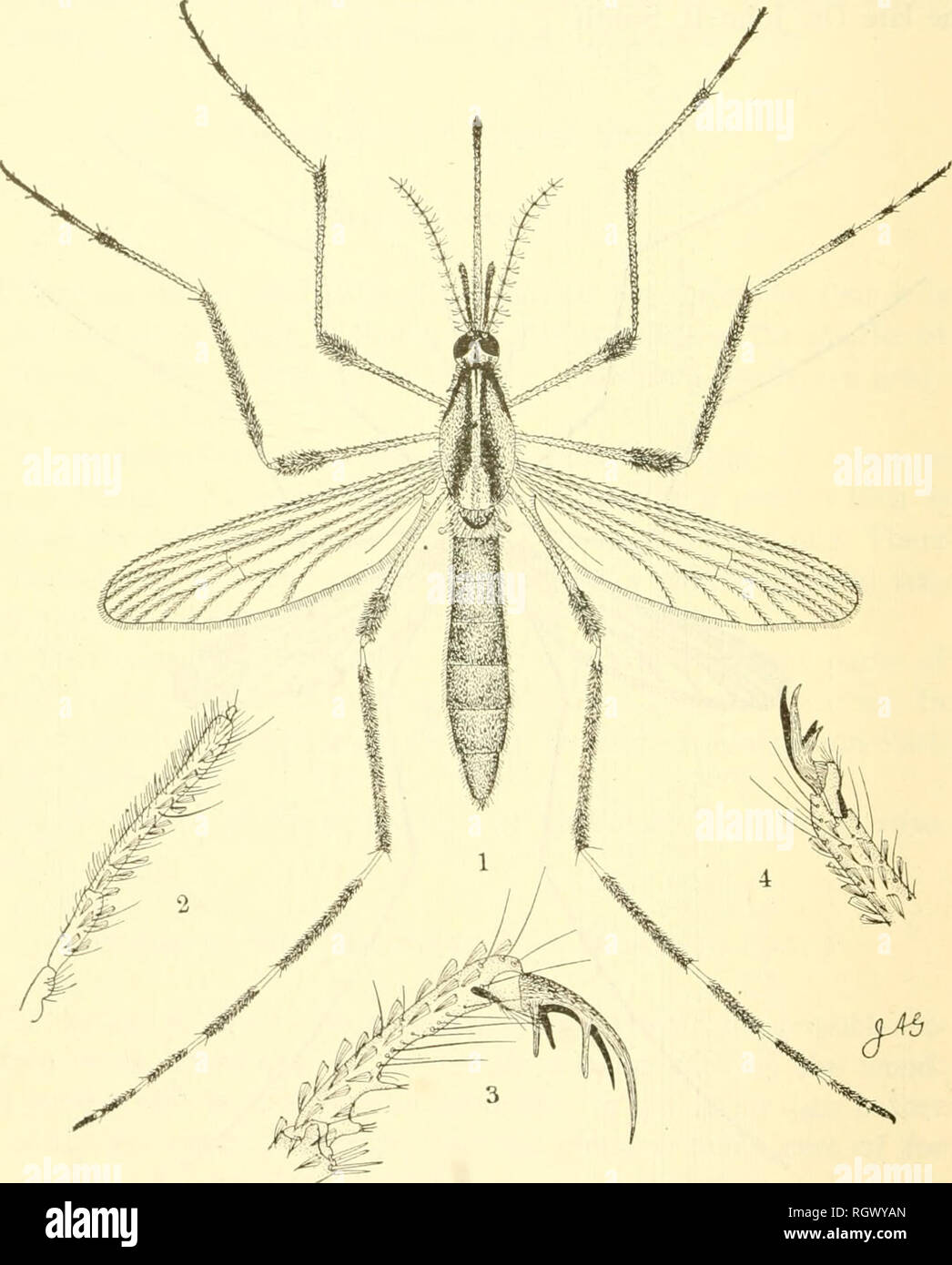 Psorophora ciliata hi-res stock photography and images - Alamy