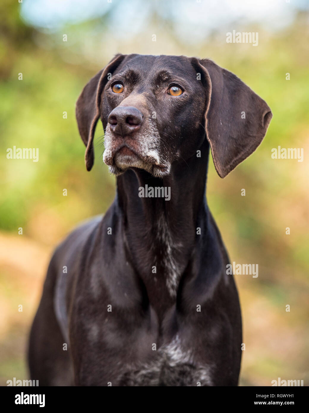 German shorthaired pointer dog Stock Photo