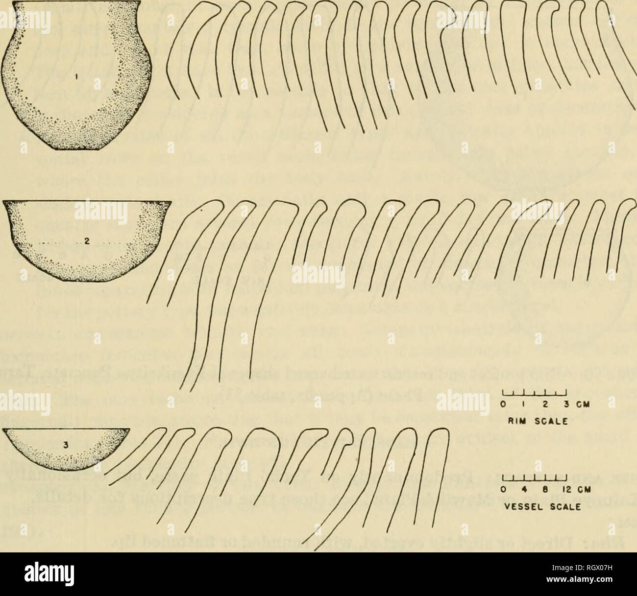 . Bulletin. Ethnology. Evans and Meggers] ARCHEOLOGY IN BRITISH GUIANA 217. Figure 89.—Rim profiles and reconstructed vessel shapes of Kanashen Incised, Taruma Phase (Appendix, table 32). hachure, but the dimensions are consistent on a single vessel. In- cisions producing this motif tend to be slightly broader than the average for the pottery type as a whole. The design area is occa- sionally bounded by single, horizontal incised lines. 3. Zigzag (pi. 42, a-f). Short diagonal strokes are drawn alternately right and left to produce a vertically oriented pattern. The vari- ation in care of execu Stock Photo