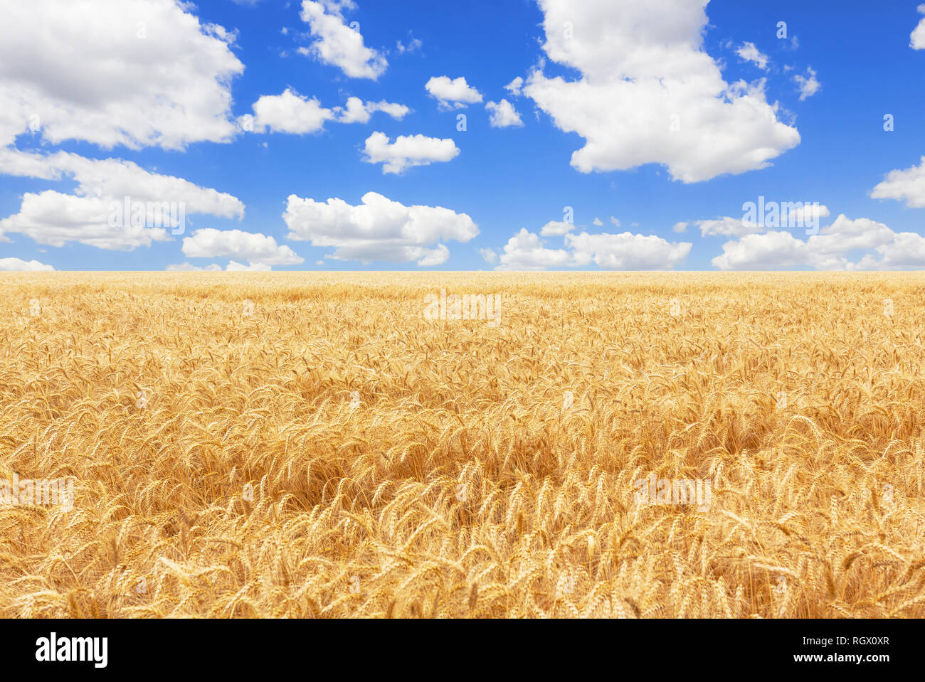 Wheat field and blue sky with clouds Stock Photo - Alamy