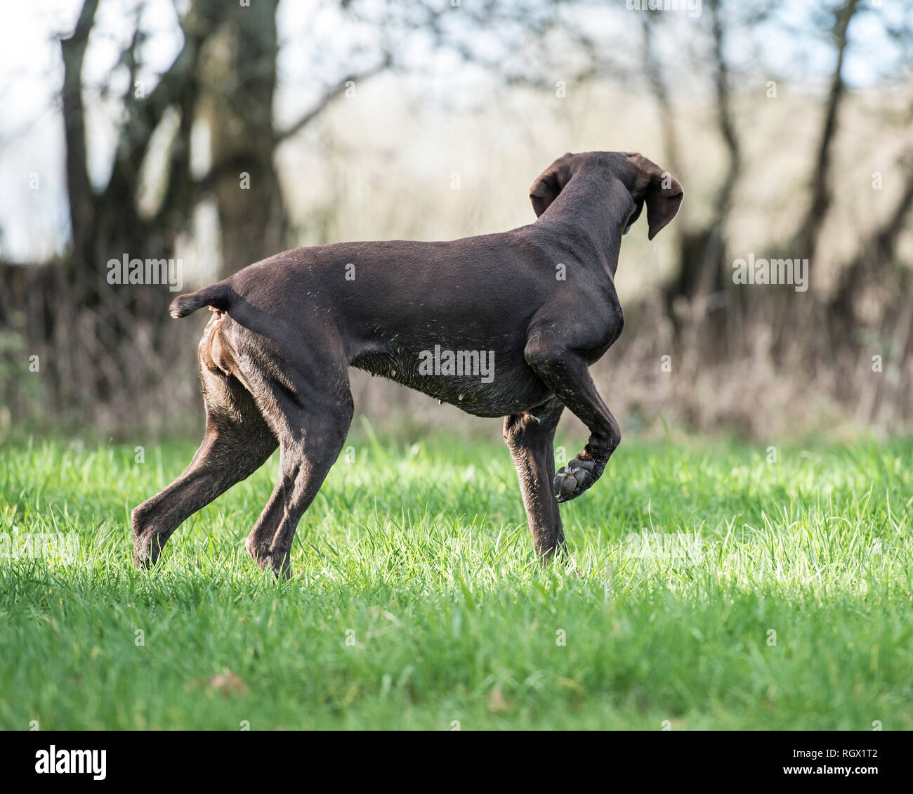 German shorthaired pointer dog on point pointing Stock Photo