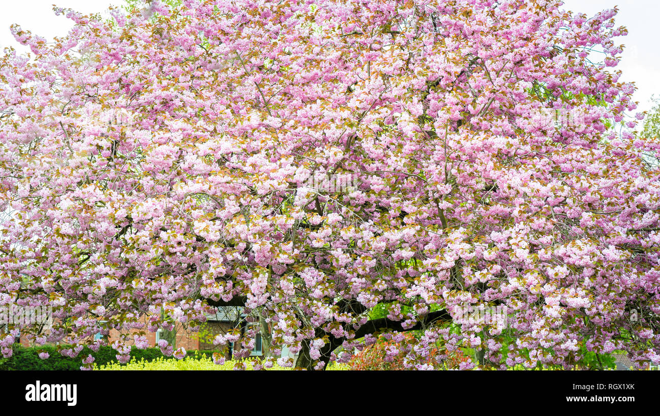 Pink Cherry Trees in Bloom in Park during Spring Season Stock Photo - Alamy