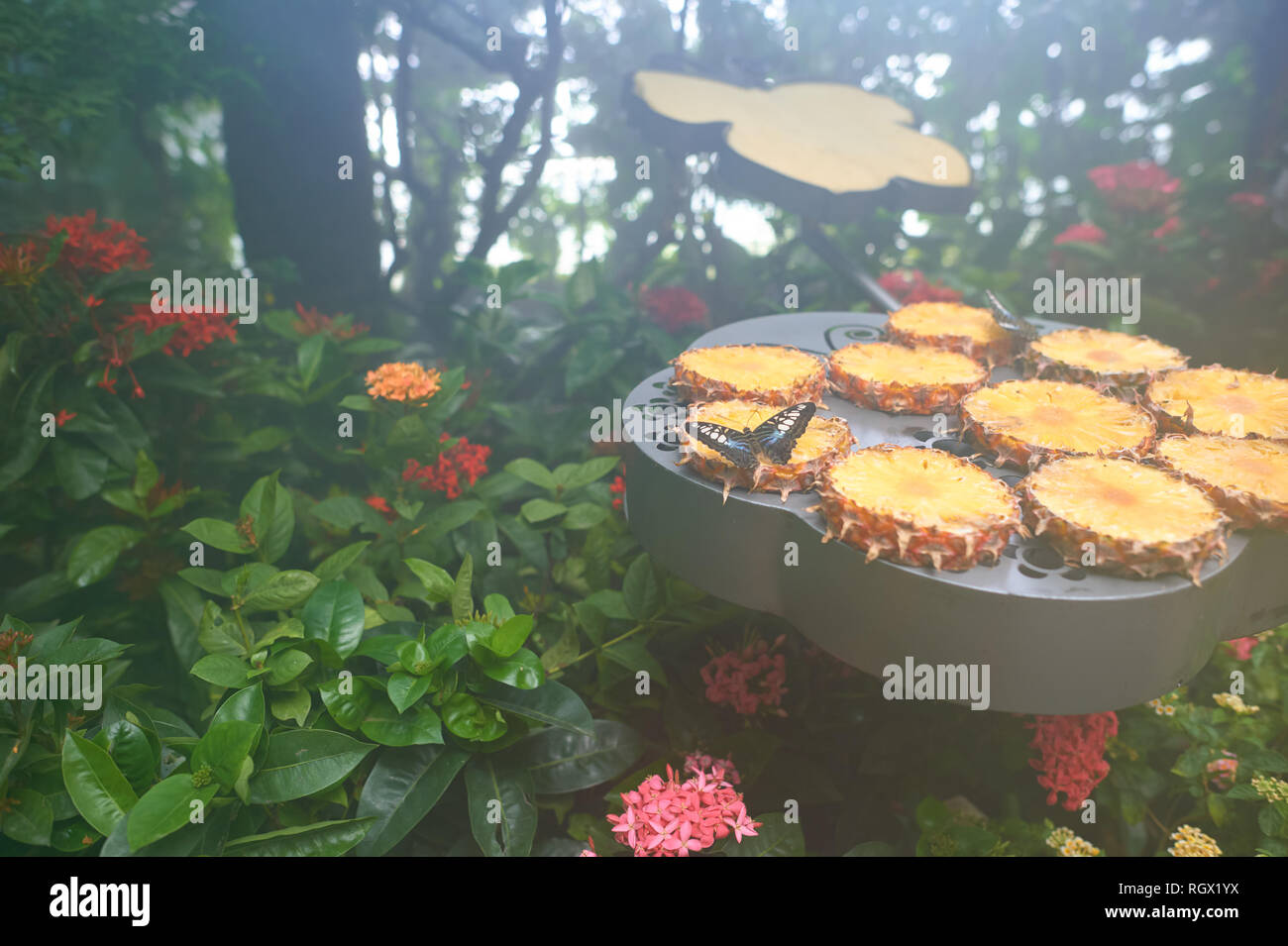 SINGAPORE CIRCA NOVEMBER, 2015 inside Butterfly Garden at Changi