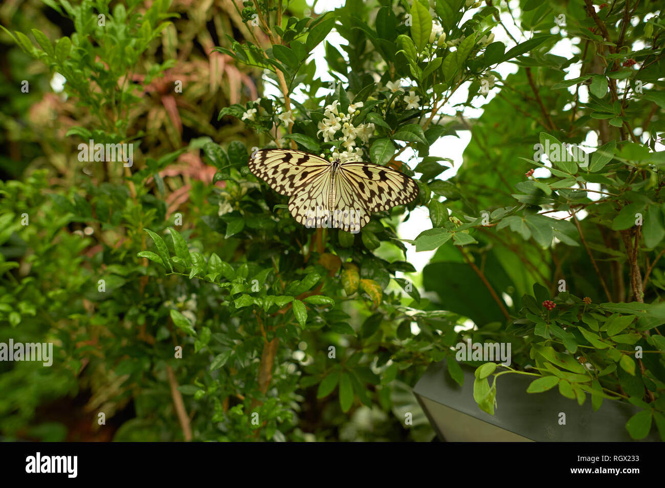 SINGAPORE CIRCA NOVEMBER, 2015 inside Butterfly Garden at Changi