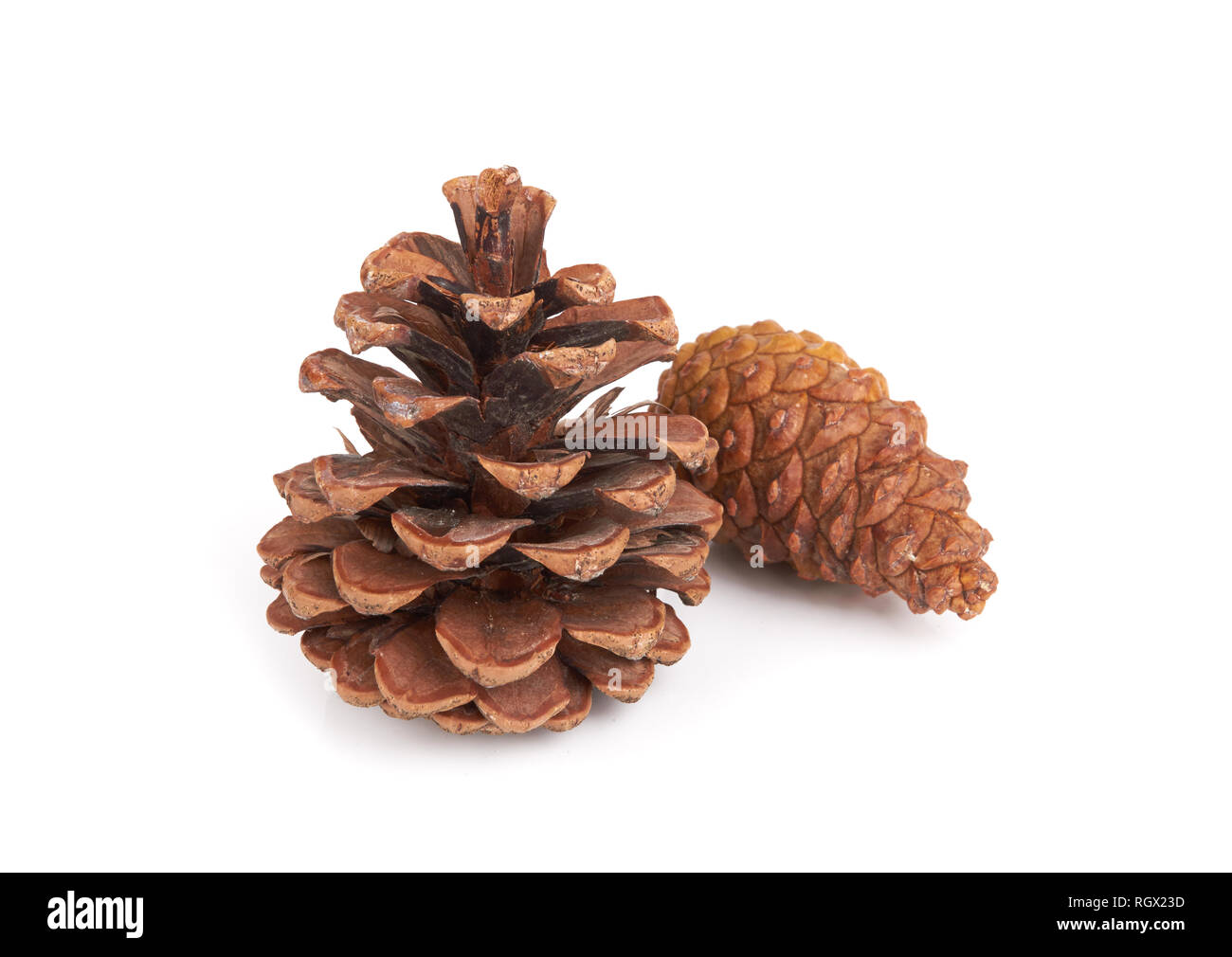 Pine cones isolated on a white background Stock Photo - Alamy