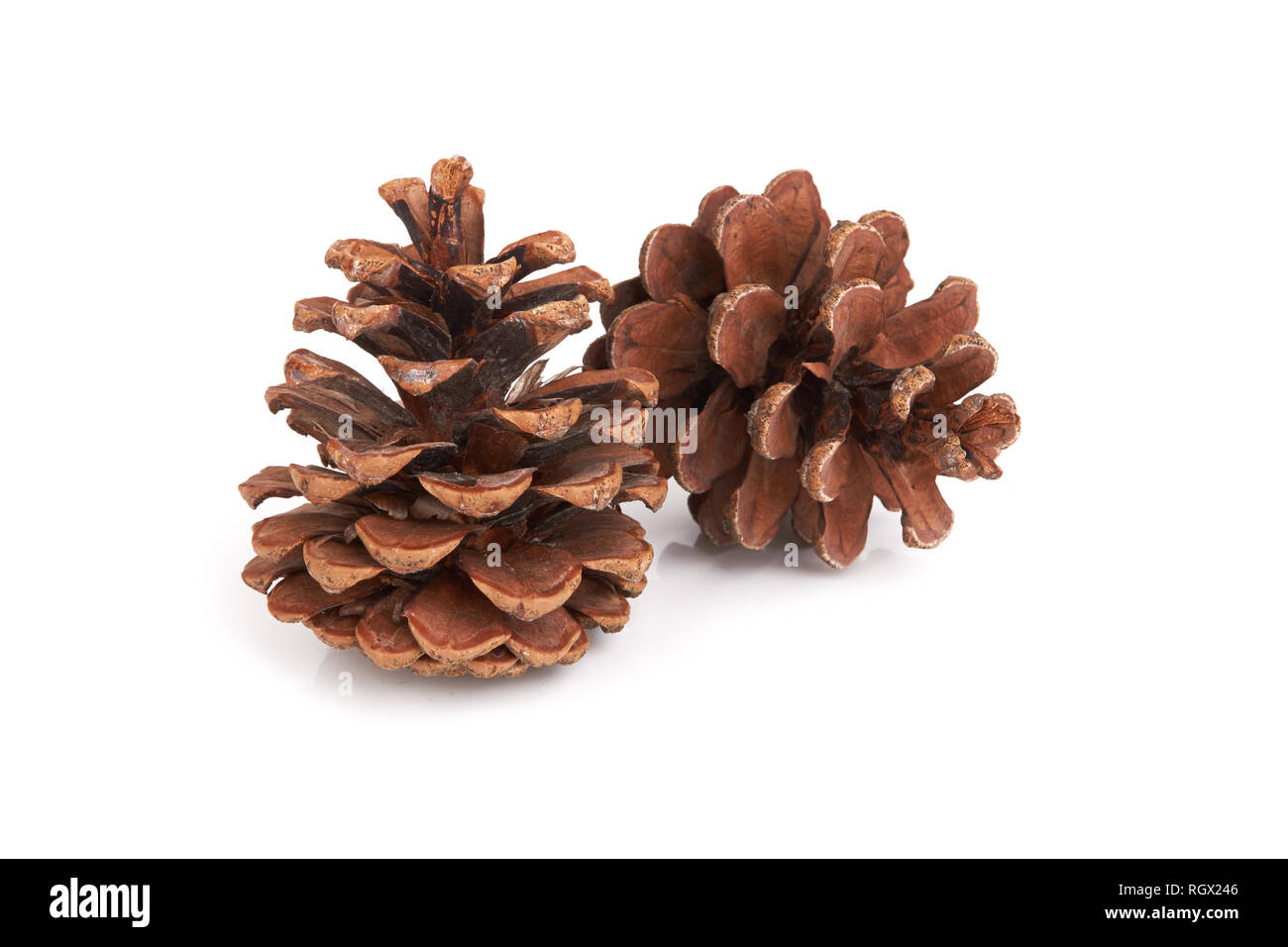 Pine cones isolated on a white background Stock Photo - Alamy
