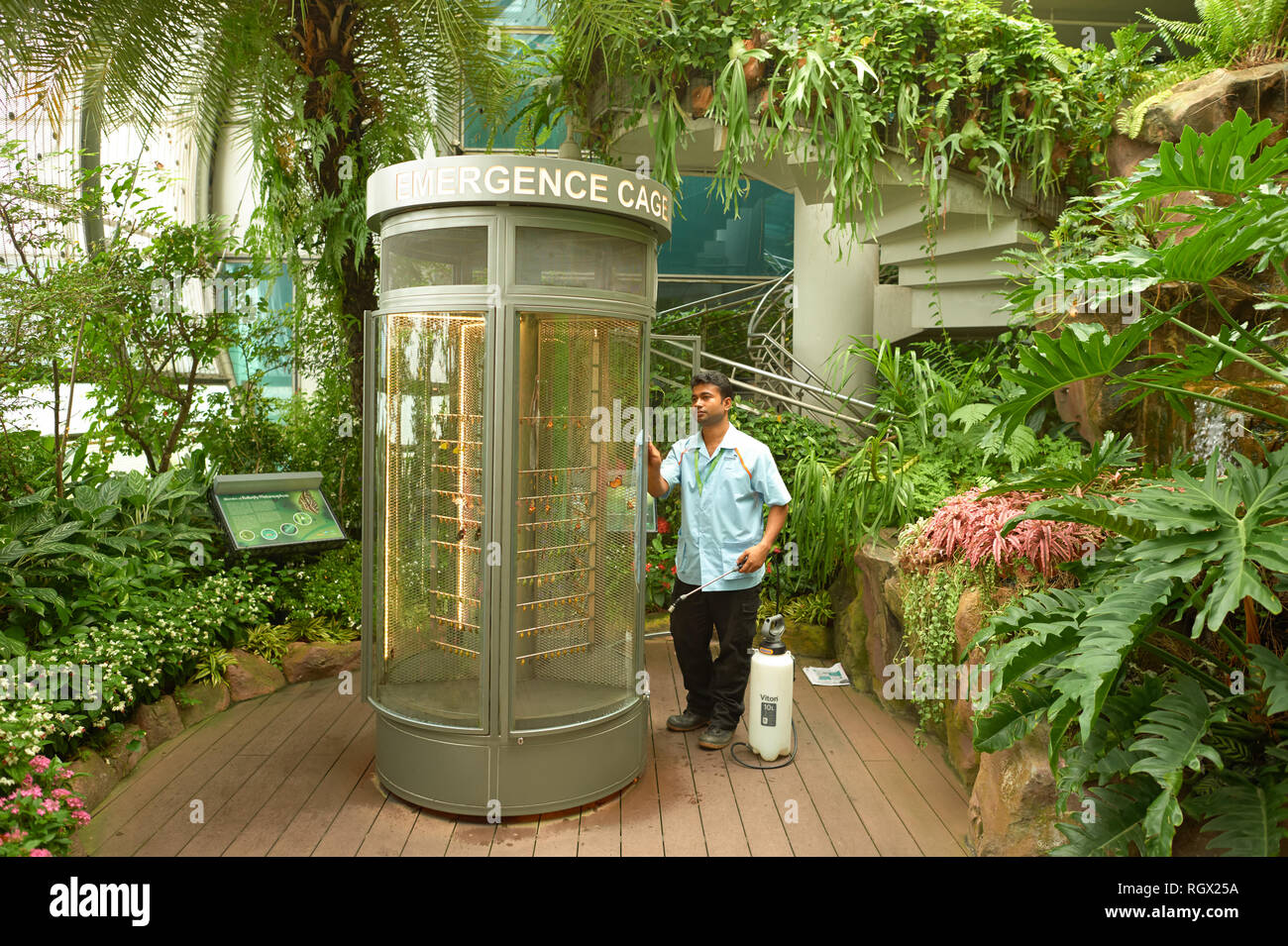 SINGAPORE CIRCA NOVEMBER, 2015 inside Butterfly Garden at Changi Airport Terminal 3 Stock SINGAPORE CIRCA NOVEMBER, 2015 inside Butterfly Garden at Changi Airport Terminal 3 Stock