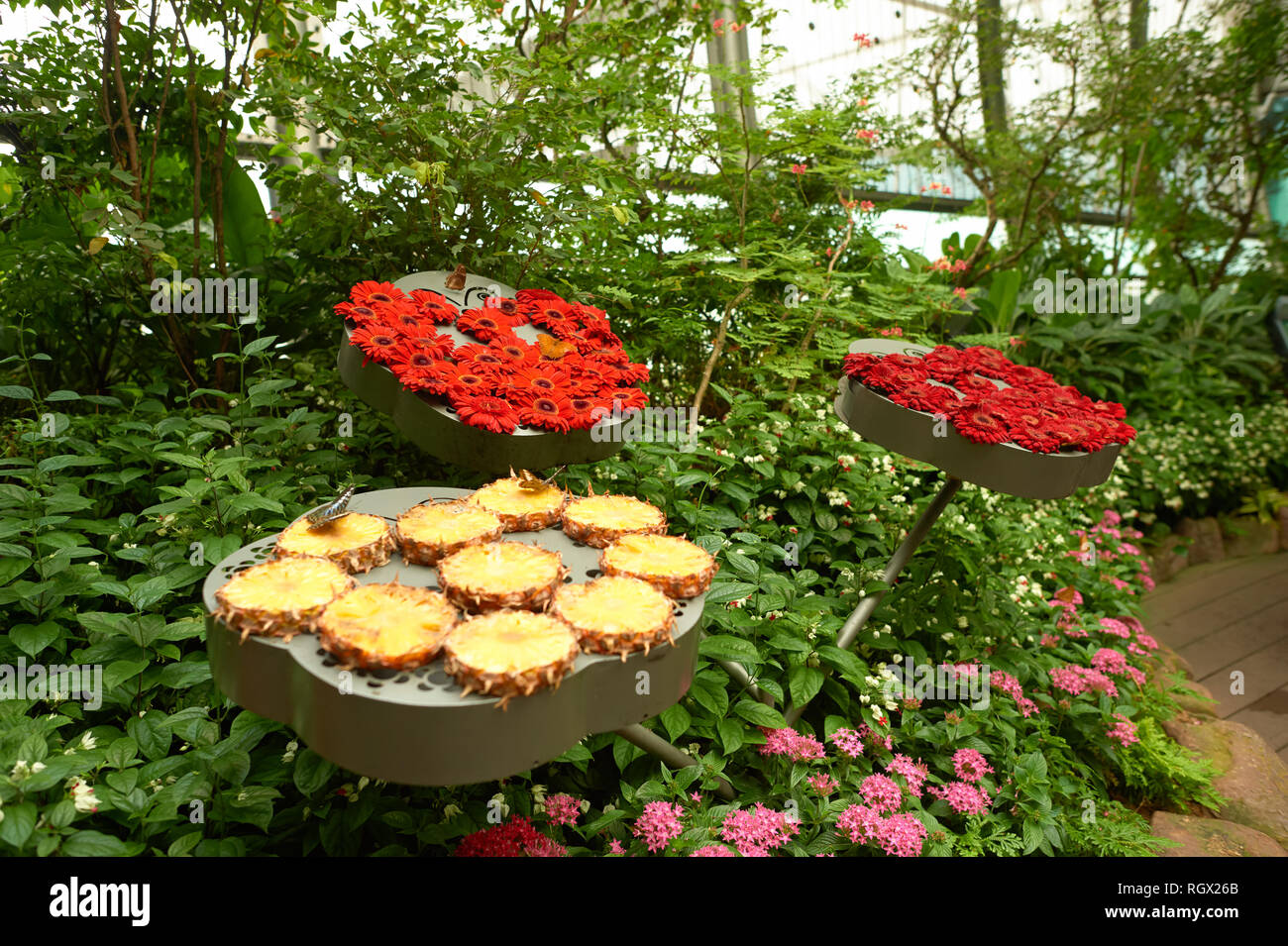 SINGAPORE CIRCA NOVEMBER, 2015 inside Butterfly Garden at Changi
