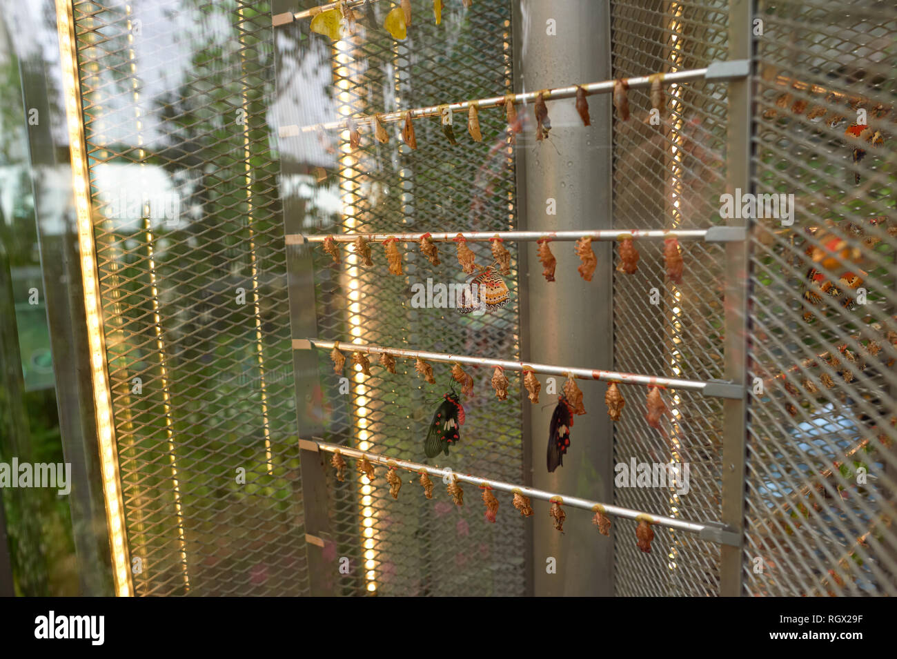 SINGAPORE CIRCA NOVEMBER, 2015 inside Butterfly Garden at Changi