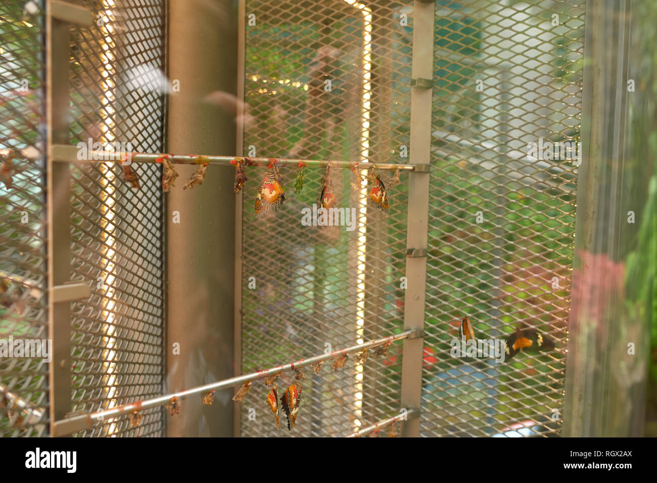 SINGAPORE CIRCA NOVEMBER, 2015 inside Butterfly Garden at Changi