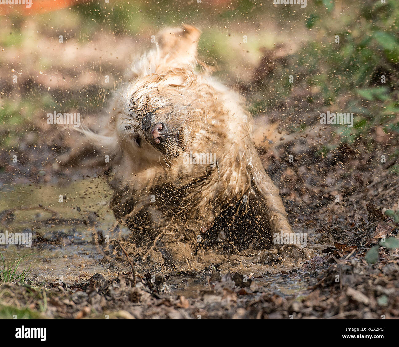 muddy dog shaking Stock Photo Alamy