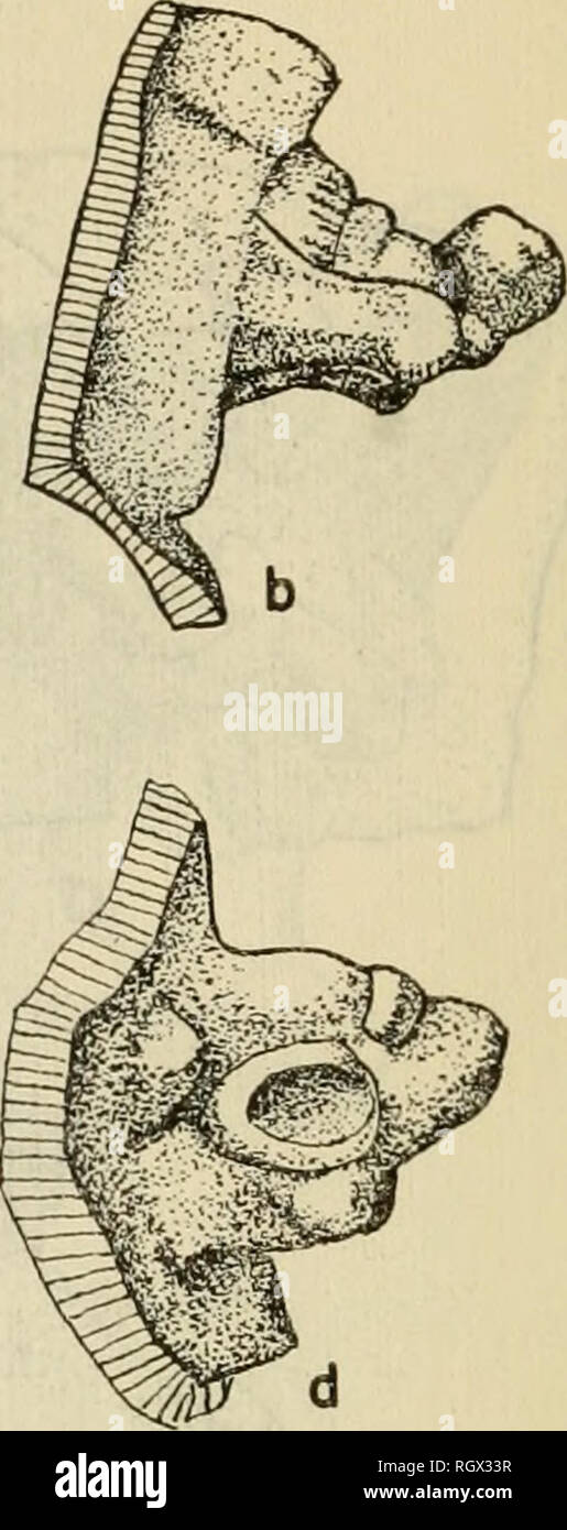 . Bulletin. Ethnology. Figure 36.—Zoomorphic adornos of Akawabi Incised and Modeled, Motif 4: non-Barran- coid, Mabaruma Phase. cartoon character, &quot;Mr. Magoo.&quot; The head is typically large in proportion to the body, and arms are often shown raised with the hands on the cheeks or chin (pi. 19, h, i; figs. 32-33). Zoomorphic forms include froglike (fig. 34, a, d), reptilian, and unidentified creatures (figs. 34, e, /, 35-36; pi. 20, i, j) and various kinds of birds (fig, 37), some of which are modeled in a semisquatting posi- tion (fig. 37, a, e). This type of adorno appears to occur pr Stock Photo