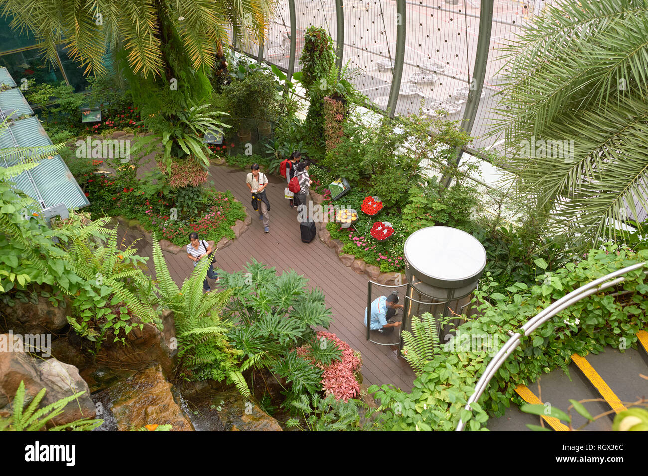 SINGAPORE CIRCA NOVEMBER, 2015 inside Butterfly Garden at Changi Airport Terminal 3 Stock SINGAPORE CIRCA NOVEMBER, 2015 inside Butterfly Garden at Changi Airport Terminal 3 Stock