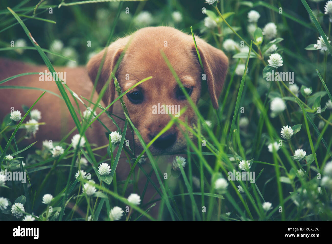 Cute puppies dog running in the meadow Stock Photo - Alamy