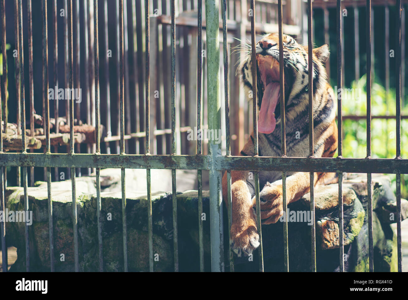 bengal tiger in cage wildlife in cage concept stock photo alamy alamy