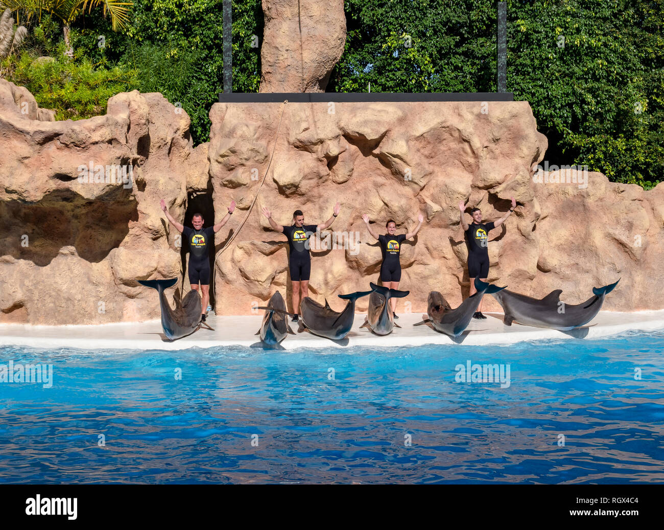 Tenerife, Santa Cruz, Spain - January 17, 2019: Dolphin show in the pool of Loro Parque with trainers teaching them new gestures Stock Photo