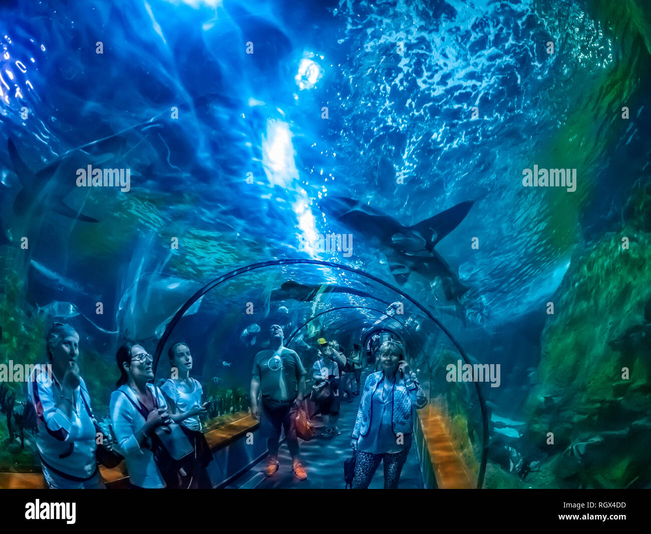 Tenerife, Santa Cruz, Spain - January 17, 2019: People inside Loro Park visiting the famous aquarium tunnel with sharks and different species of fish Stock Photo