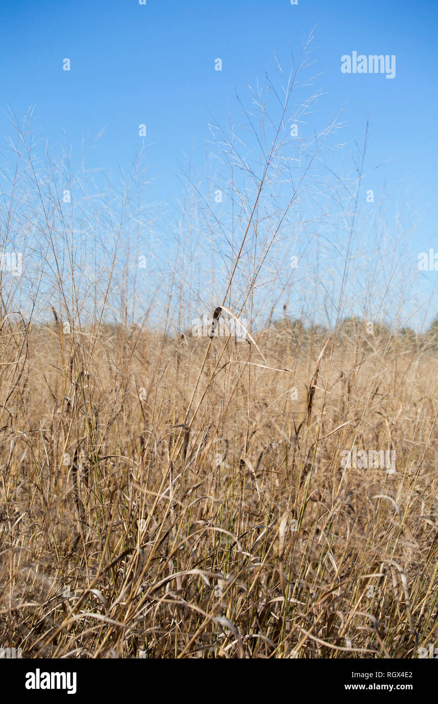 Steppe with tall dry grass hi-res stock photography and images - Alamy