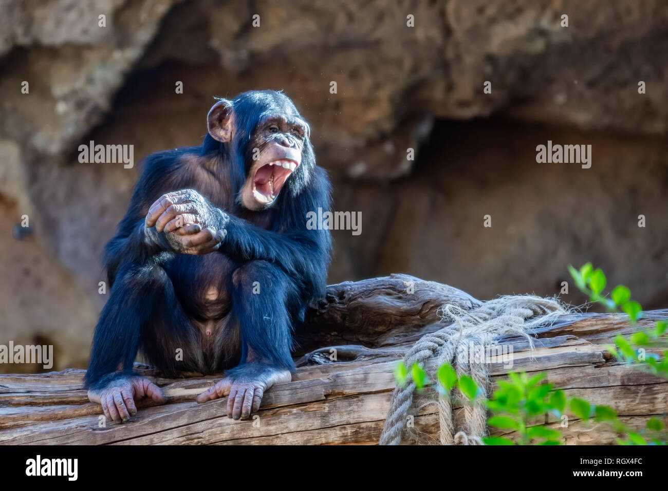 Funny Chimpanzee baby in Loro Park in Puerto de la Cruz. Tenerife, Spain Stock Photo