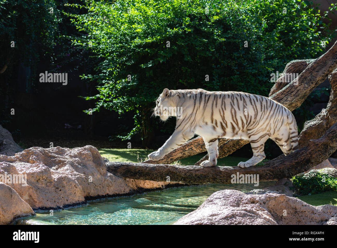 Beautiful white Bengal Tiger on a green lawn in Loro Park Zoo, in Tenerife Island, Canary, Spain Stock Photo