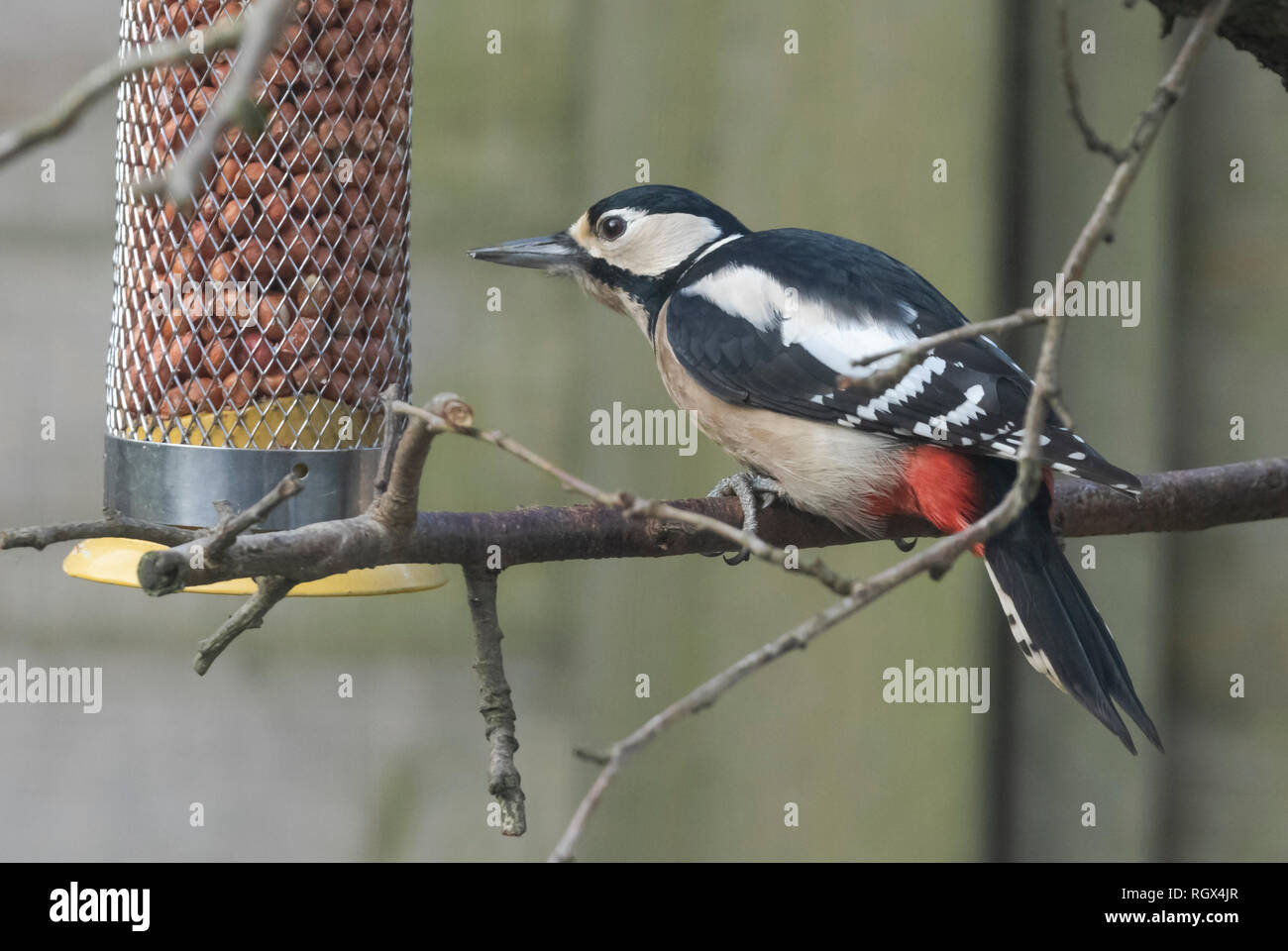 Female great spotted woodpecker hi-res stock photography and images - Alamy