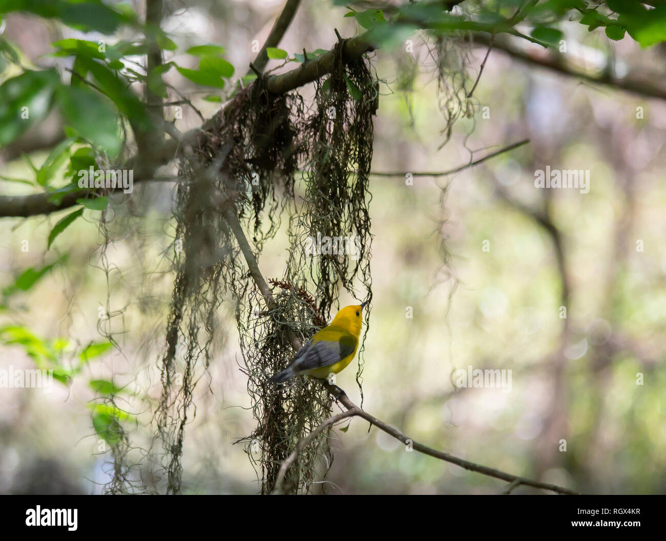 Prothonotary warbler (Protonotaria citrea) collecting moss for his nesting site Stock Photo