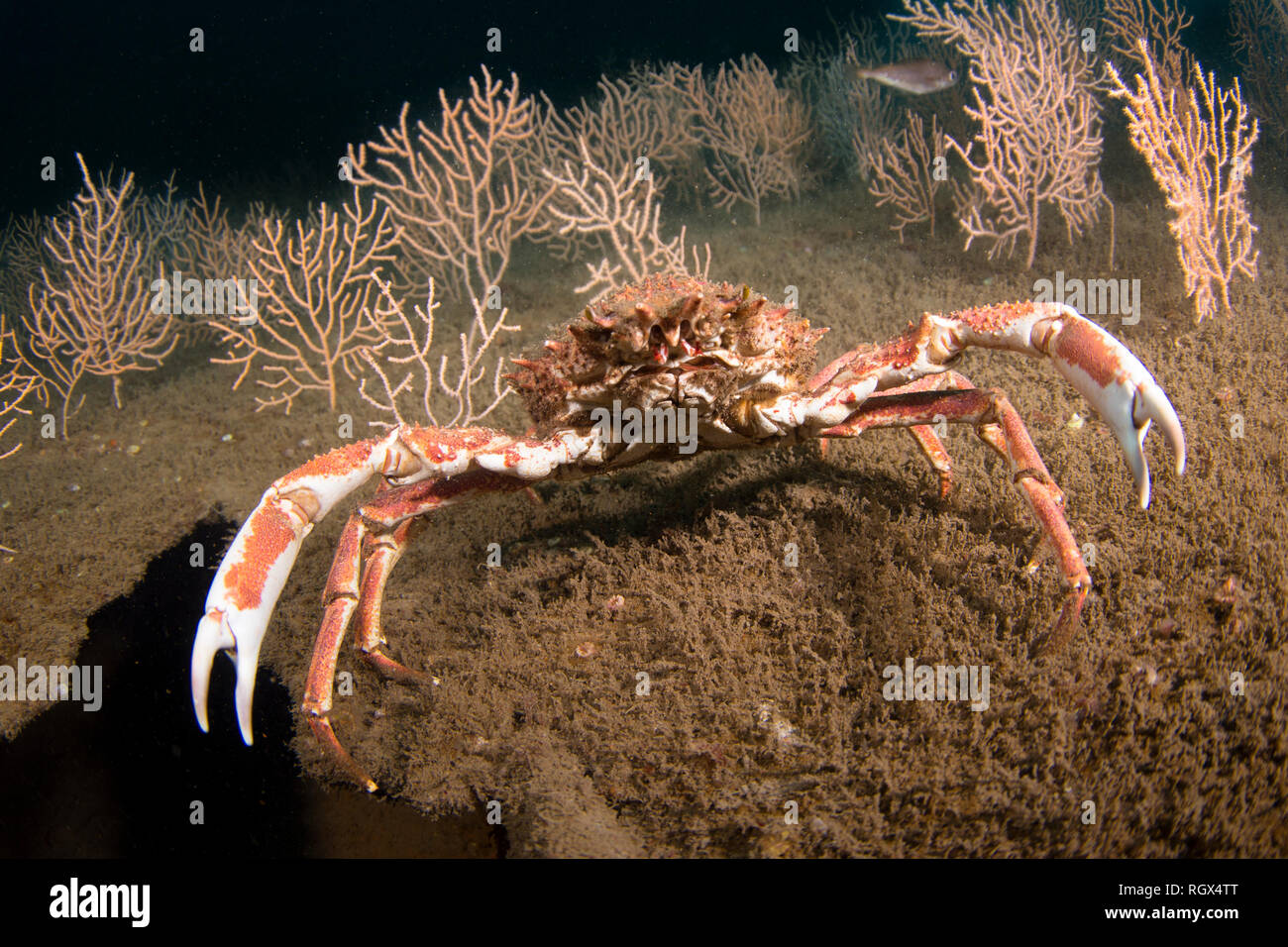 European Spider Crab Stock Photo