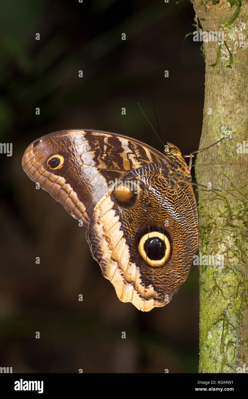 Caligo illioneus