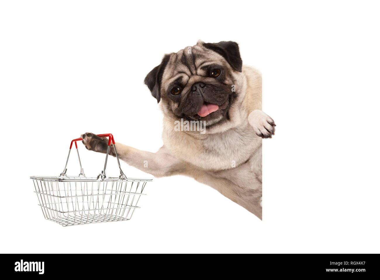 happy smiling pug puppy dog, holding up wire metal shopping basket,behind white banner, isolated Stock Photo