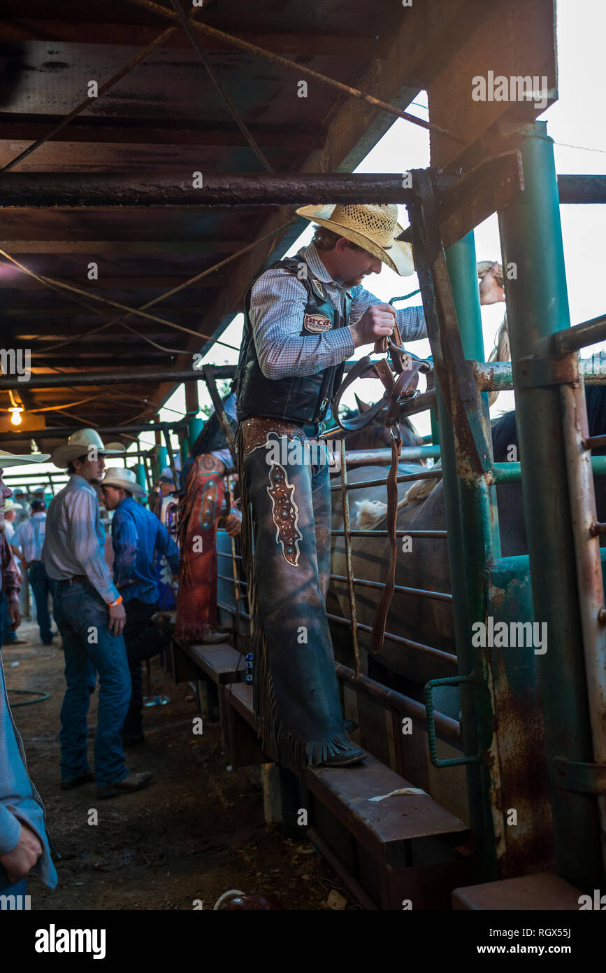 Professional rodeo cowboy on hi-res stock photography and images - Alamy