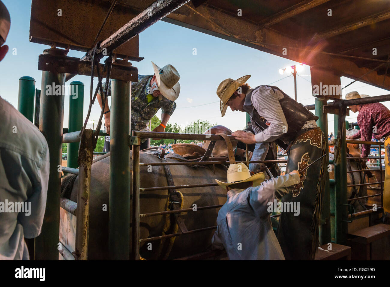 Professional rodeo cowboys Stock Photo