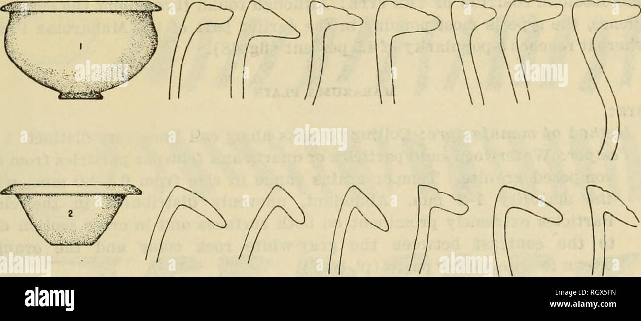 . Bulletin. Ethnology. Evans and Meggers] ARCHEOLOGY IN BRITISH GUIANA 111. Figure 45. -Rim profiles and reconstructed vessel shapes of Mabaruma Incised, Mabaruma Phase (Appendix, table 13). Major vessel shapes reconstructed from sherds: 1. Bowls with sidewalls varying from slightly incurving to outciirving, with the rim exteriorly thickened, creating a broad, flat top that slopes outward. The lip is tapered, producing a trianguloid cross section 1.2-1.9 cm. in maximum thickness and 2.0-3.9 cm. wide. Lobes are sometimes attached to the lip. Mouth diameter 26-32 em. (fig. 45-1). 2. Bowls with u Stock Photo