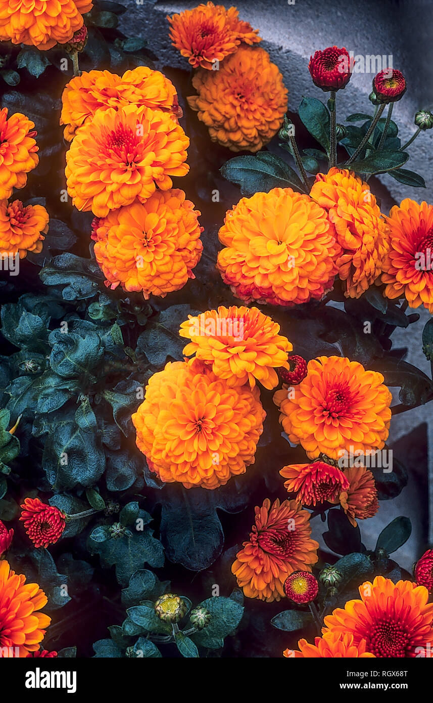 Close view of Chrysanthemum Shelly a compact bushy herbaceous perennial  Flowers from late summer to late autumn is deciduous and frost hardy Stock Photo