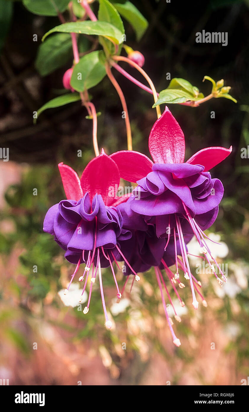 Fuchsia Royal Velvet is a deciduous perennial bush fuchsia  Flowers in summer to autumn prefers partial shade and has double type flowers Stock Photo