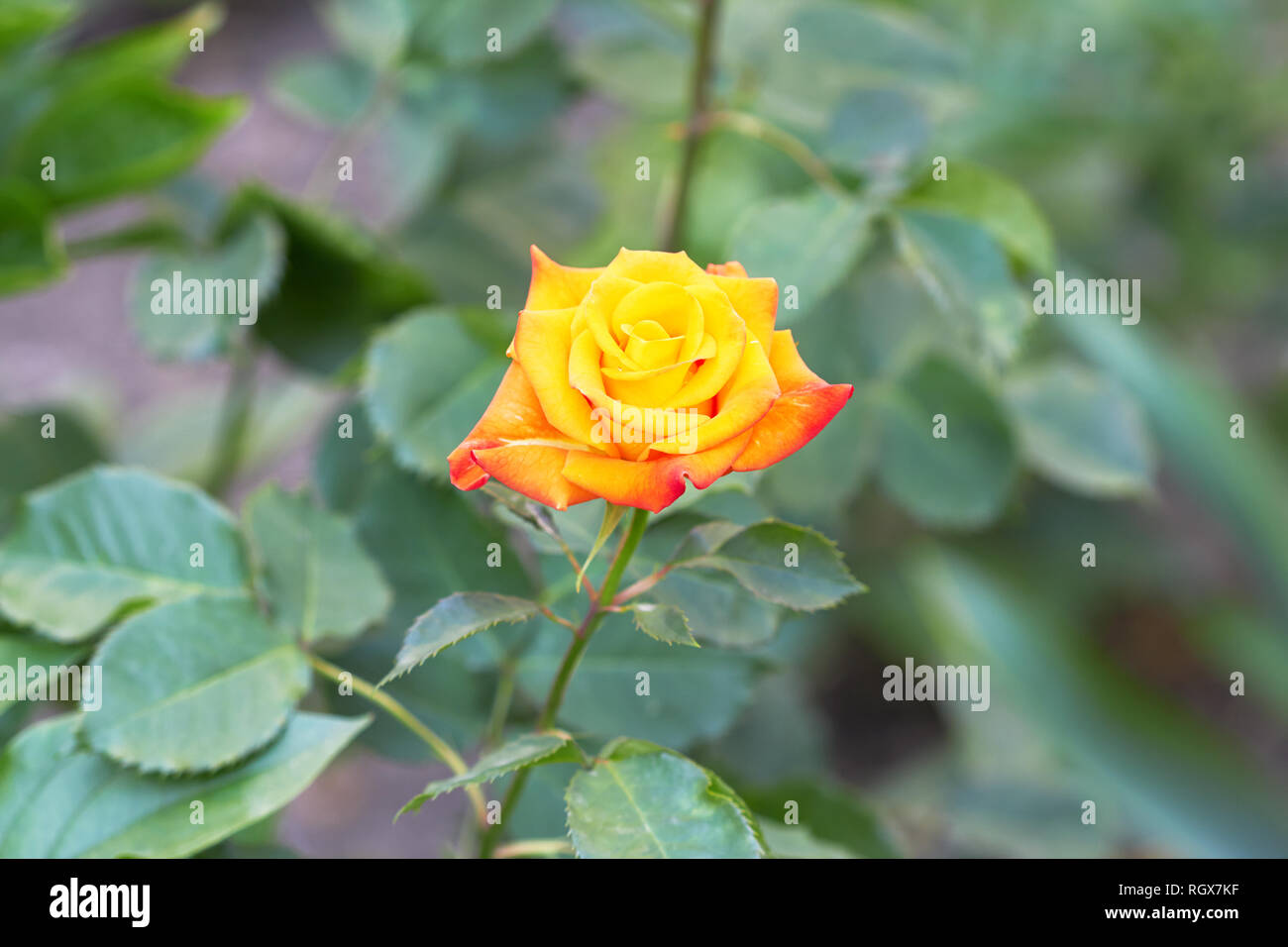 Rose bush with yellow rose in bloom Stock Photo - Alamy