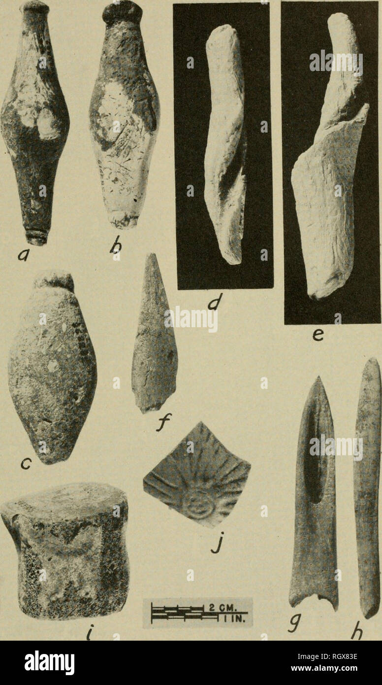 . Bulletin. Ethnology. BUREAU OF AMERICAN ETHNOLOGY BULLETIN 164 PLATE 11. Various artifacts, a, b, Pendants or plummets made of conch shell columellae._ c, Pend- ant or plummet of coquina. d, e. Chisels made of conch columellae. /, Tip of bone dagger or point, g, Socketed bone point, h, Bone awl. i, Worked vertebra (deer t). j, Fragment of European pottery. (USNM Nos.: a, 383899; b, 383919; c, 383898; d, e, 383970; f, 383956; g, 383902; h, 383962; i, 383905; ;, 383959.). Please note that these images are extracted from scanned page images that may have been digitally enhanced for readability  Stock Photo