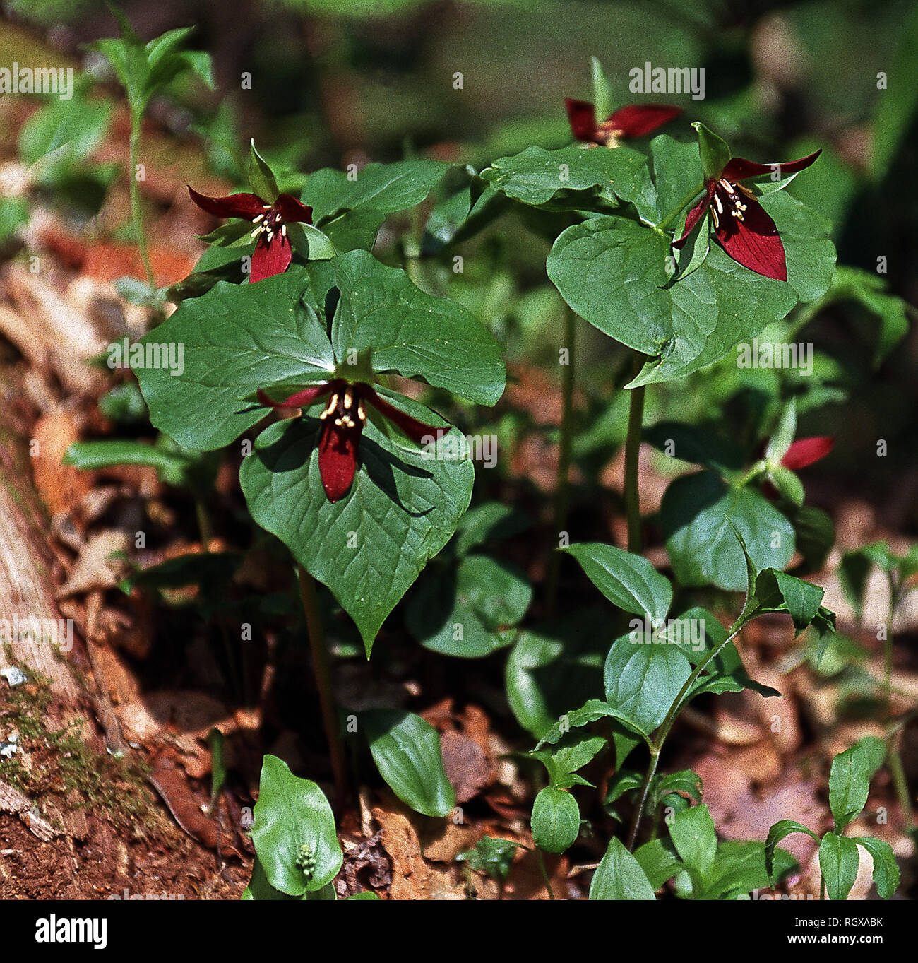 Red trillium,Great Smoky Mountain National Park,Tennessee Stock Photo