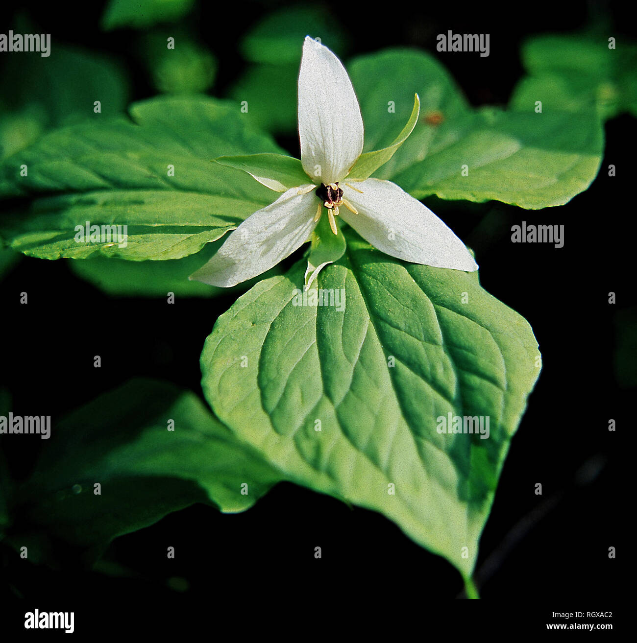 White trillium,Great Smoky Mountain National Park,Tennessee Stock Photo