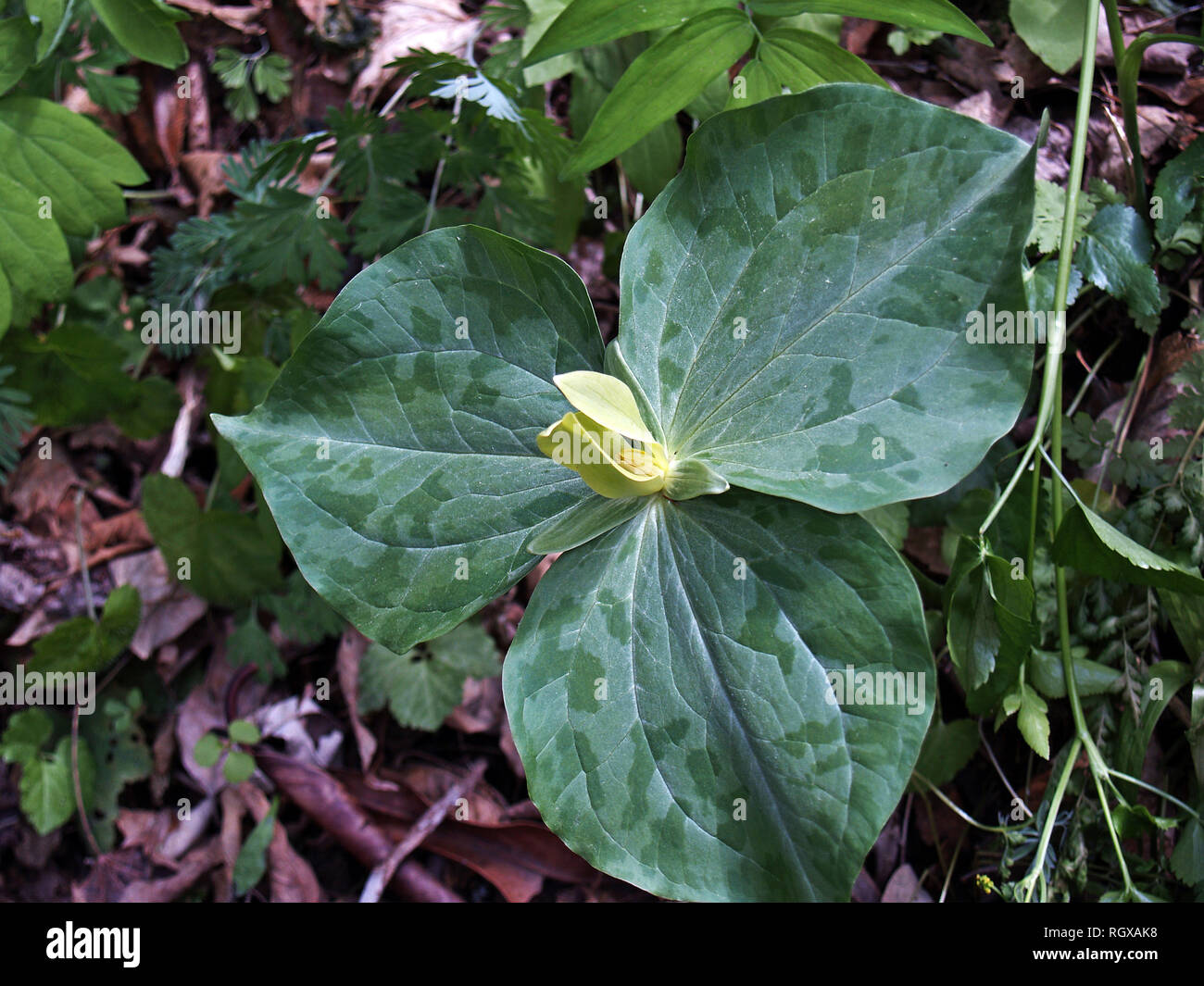 Yellow trillium,Great Smoky Mountain National Park,Tennessee Stock Photo
