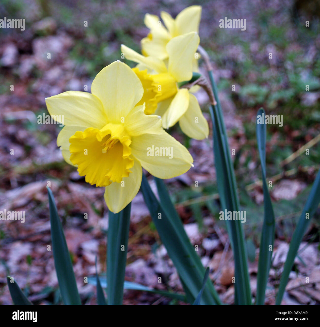 Common daffodil,Great Smoky Mountain National Park,Tennessee Stock