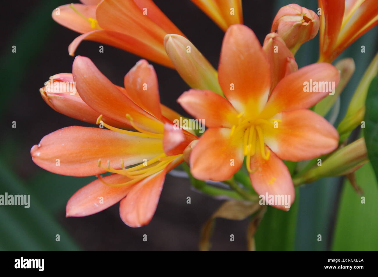 Orange and Yellow Australian Flowers, (Kelson Burns), Nature Walk Flowers, Garden Flowers Stock Photo